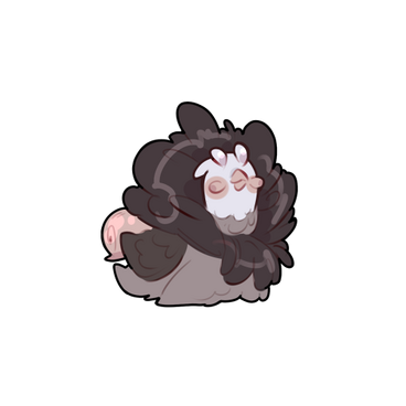 Jacobin Pigeon Snail